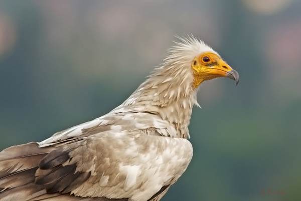 küçük akbaba nallihan.jpg